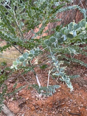 Acacia podalyriifolia
