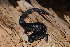 Plethodon grobmani