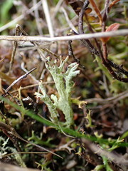 Cladonia neozelandica
