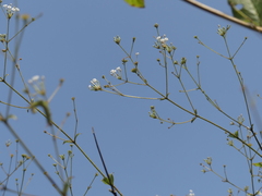 Spermadictyon suaveolens