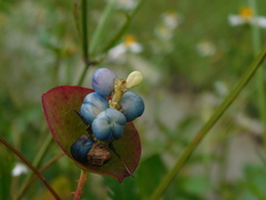 Persicaria perfoliata