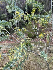 Acacia podalyriifolia