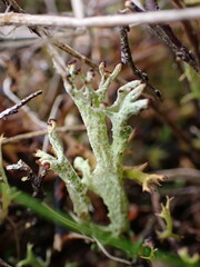 Cladonia neozelandica