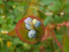 Persicaria perfoliata