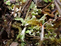 Cladonia neozelandica