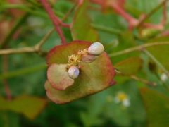 Persicaria perfoliata