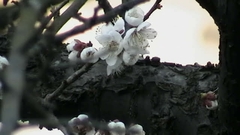 Prunus amygdalus
