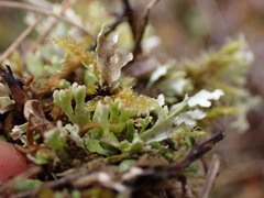 Cladonia neozelandica