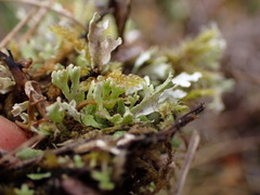 Cladonia neozelandica
