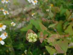 Persicaria perfoliata