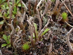 Cladonia fuscofunda