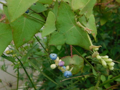 Persicaria perfoliata