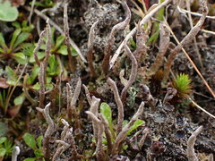 Cladonia fuscofunda