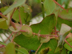 Persicaria perfoliata