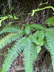 Dicranopteris pedata