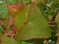 Persicaria perfoliata