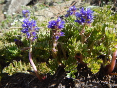Veronica paysonii