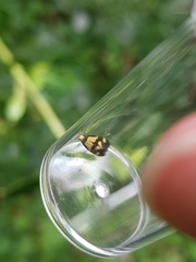 Opogona comptella