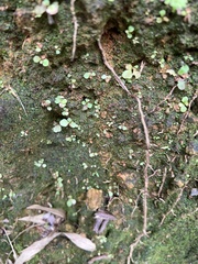 Utricularia striatula