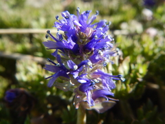 Veronica paysonii