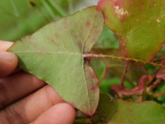 Persicaria perfoliata