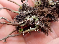 Cladonia fuscofunda