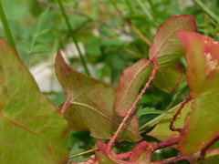 Persicaria perfoliata