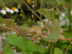 Persicaria perfoliata