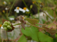 Persicaria perfoliata