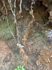 Odontotermes formosanus