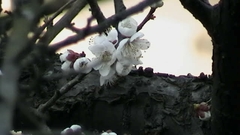 Prunus amygdalus