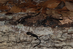 Plethodon grobmani