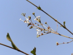 Spermadictyon suaveolens
