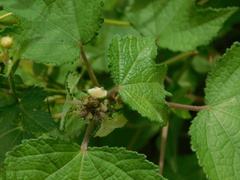 Triumfetta rhomboidea