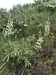 Lupinus sulphureus