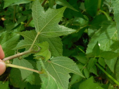 Triumfetta rhomboidea