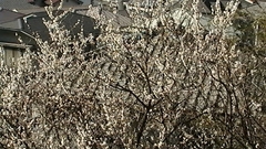 Prunus amygdalus