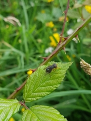 Helophilus hochstetteri