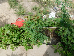 Phyllanthus reticulatus