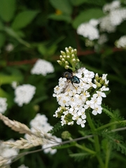 Helophilus hochstetteri