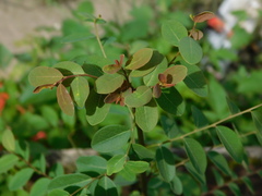 Phyllanthus reticulatus
