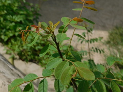 Phyllanthus reticulatus