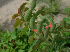 Phyllanthus reticulatus
