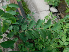 Phyllanthus reticulatus