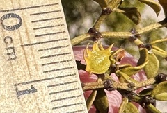 Asphondylia digitata