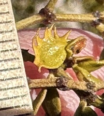 Asphondylia digitata