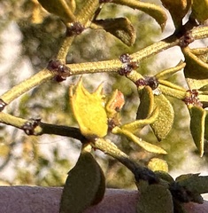 Asphondylia digitata