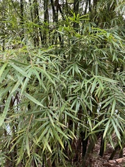 Bambusa stenostachya