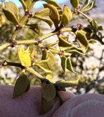 Asphondylia digitata