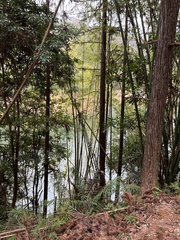 Bambusa stenostachya